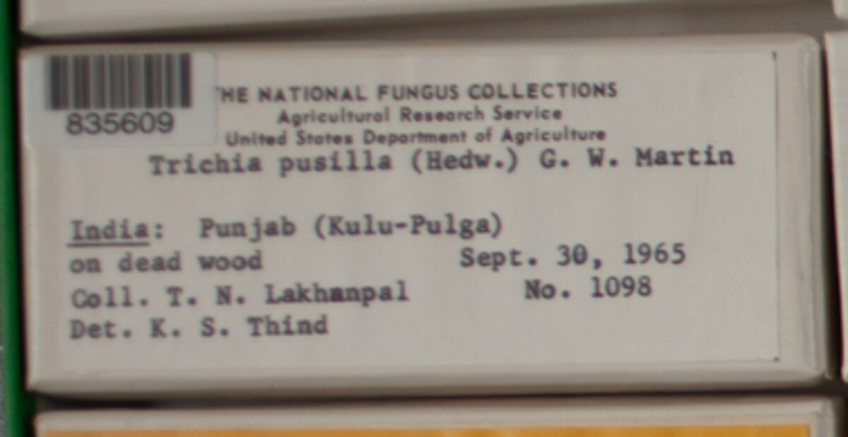 Trichiaceae image